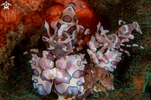 A Harlequin shrimp