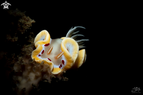 A Nudibranch