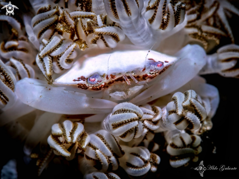 A Xenia swimming crab