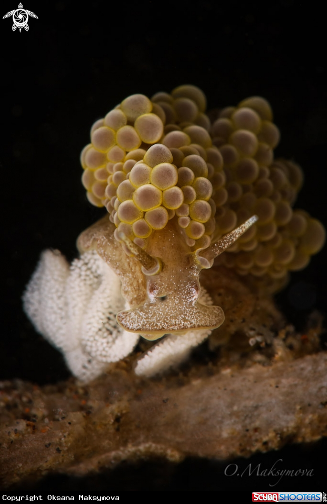 A Nudibranch Doto ussi with eggs 