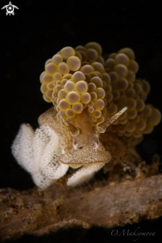 A Nudibranch Doto ussi with eggs 