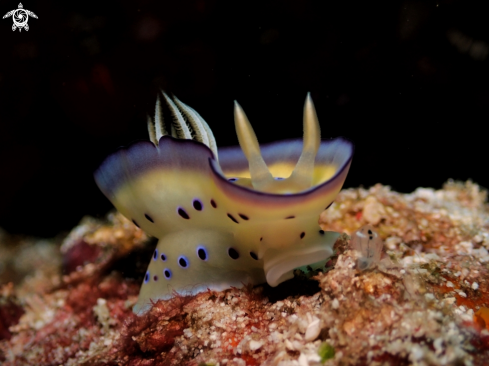 A Chromodoris kuniei | Chromodoris kuniei