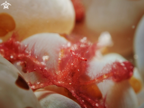 A Orang utan crab