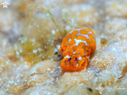 A Haminoea sp. | Sea Snail