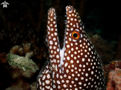 A White spotted moray eel