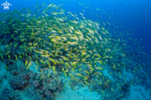 A Bigeye Snapper