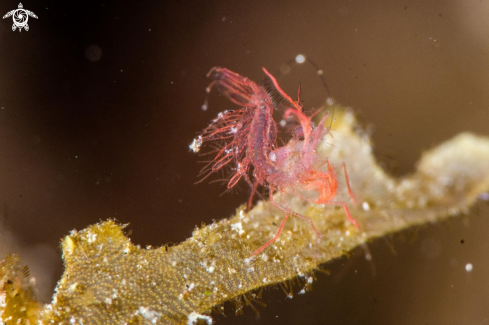 A Algae shrimp