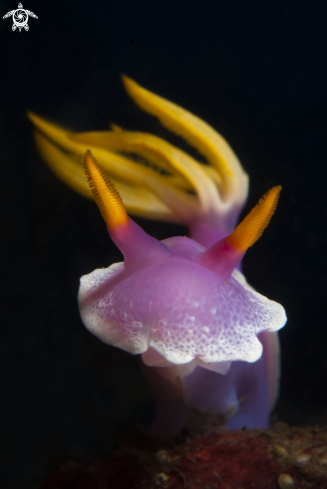 A Hypselodoris apolegma