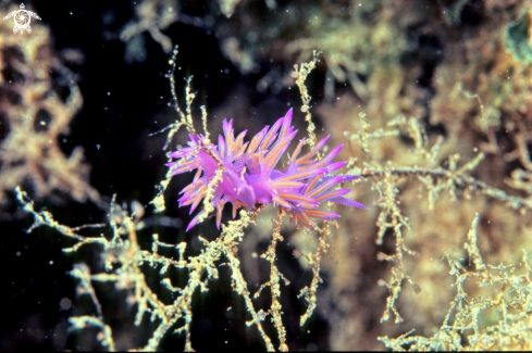 A sea slug