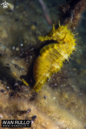 A Hippocampus guttulatus | Cavalluccio marino