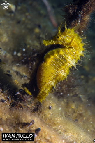 A Cavalluccio marino