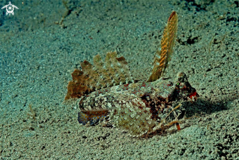 A dragonet