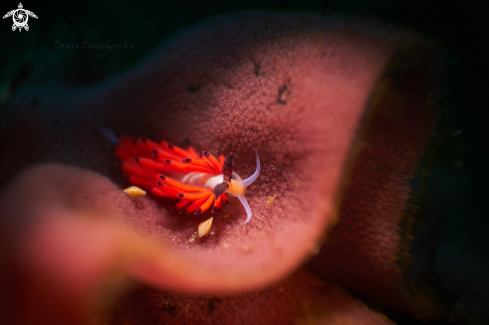 A egg eater | NUDIBRANCH