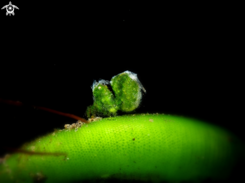 A Grean algae shrimp