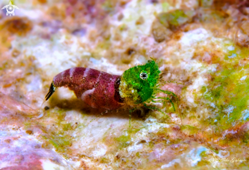 A Thorella sp. | Sashimi Shrimp