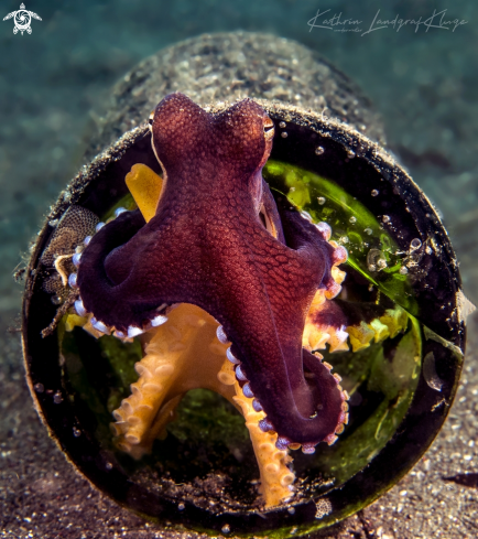 A Amphioctopus marginatus | Coconut Octopus