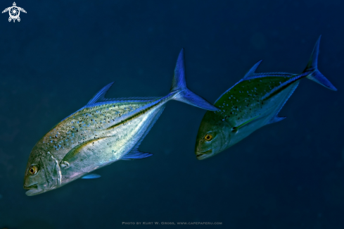 A Caranx melampygus | Bluefin Trevally