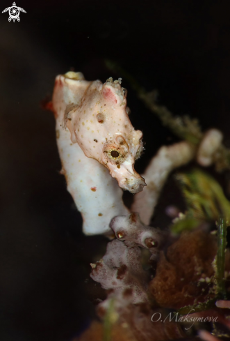 A Pontoh's pygmy seahorse (Hippocampus pontohi)