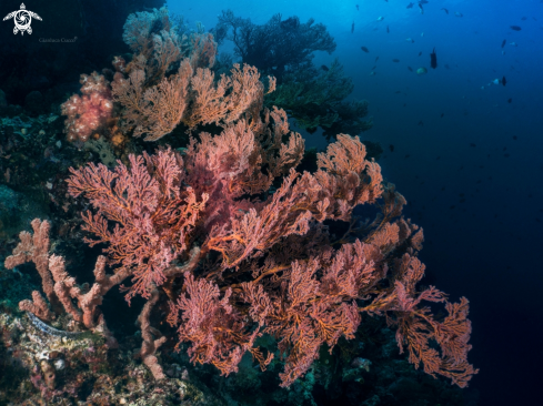 A Melithaea ochracea | Seafan,Gorgonia.