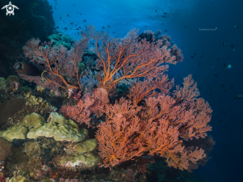 A Seafan,Gorgonia.