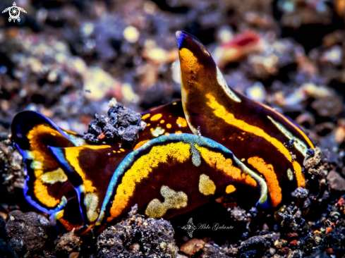 A Philinopsis speciosa Pease, 1860 | Sea Slug