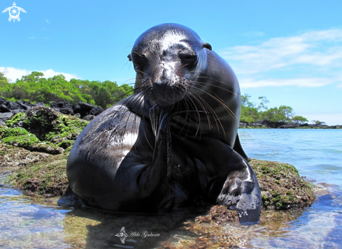 A Galápagos Sea Lion