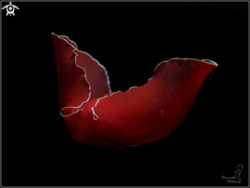 A Gastropteron rubrum | Gastropteron rosso