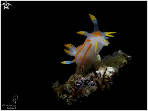 A Polycera Quqdrilineata | Policera Rigata