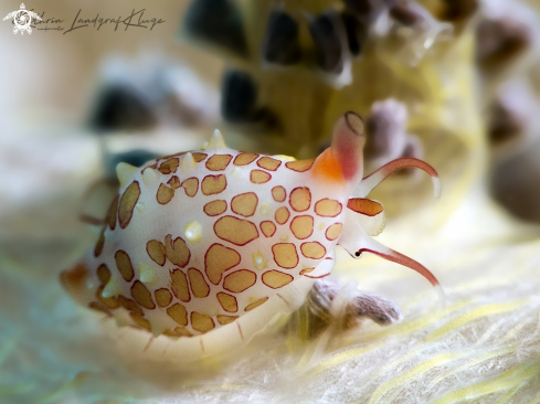 A Egg Cowrie