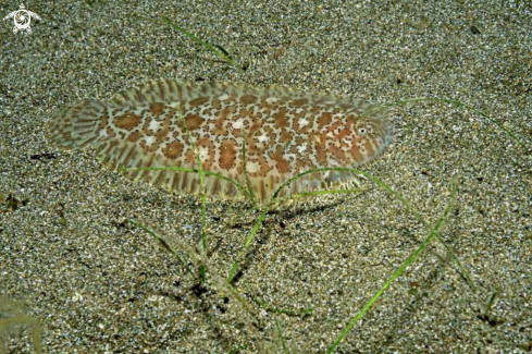 A reef fish