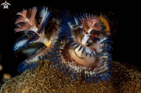 A Christmas tree worm