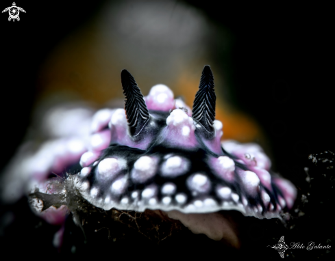 A Pustulosa Sea Slug - Nudibranch