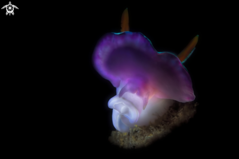 A Hypselodoris variobranchia | Hypselodoris variobranchia