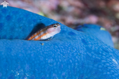 A Ecsenius bathi (on Linckia laevigata) | Bath's Blenny