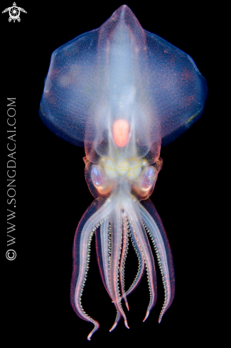 A Octopoteuthis sicula | Octopoteuthis sicula