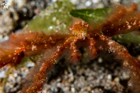 A Orangutan crab