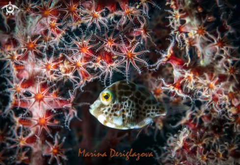 A Juvenile Mimic Filefish