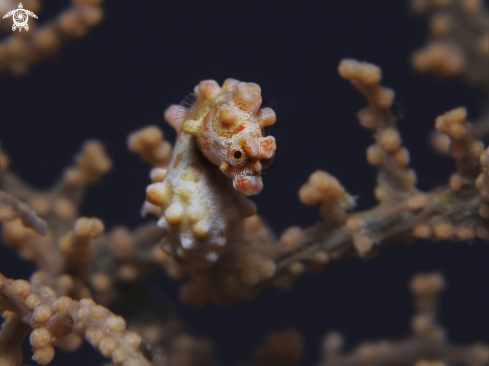 A Yellow pigmy seahorse