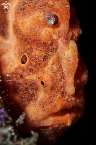 A Frogfish