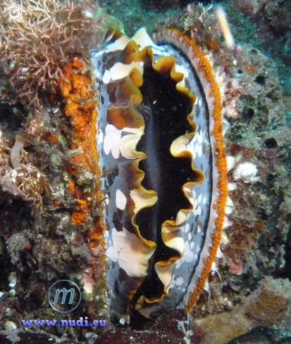 A Thorny Oyster, Stachelauster