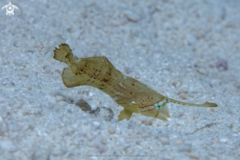 A Peacock Razorfish