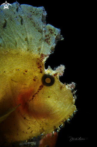 A Taenianotus triacanthus | Leaf Scorpionfish