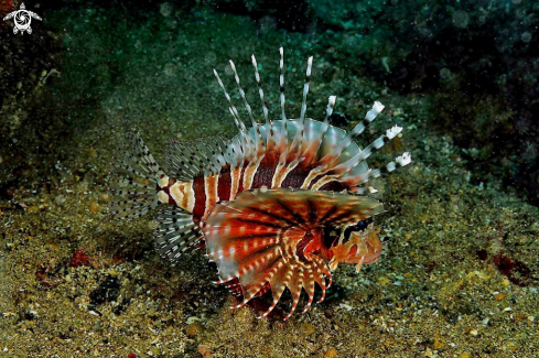 A lion fish