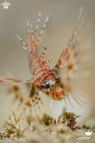 A Spot-Fin Lionfish