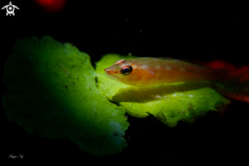 A Yellow lip triplefin