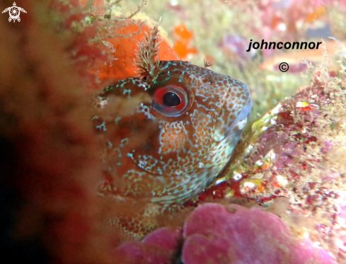 A underwater creature