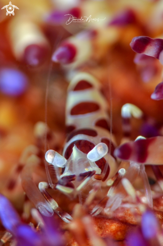 A Periclimenes colemani on Asthenosoma varium | Coleman Shrimp on Fire Urchin