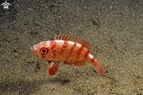 A big eye red fish