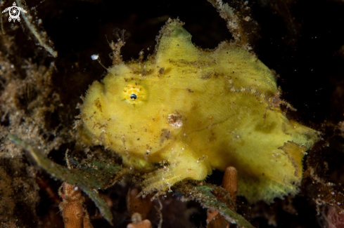 A Antennarius striatus  | Hairy frogfish