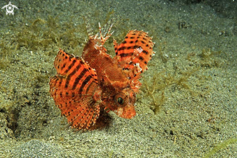 A reef fish